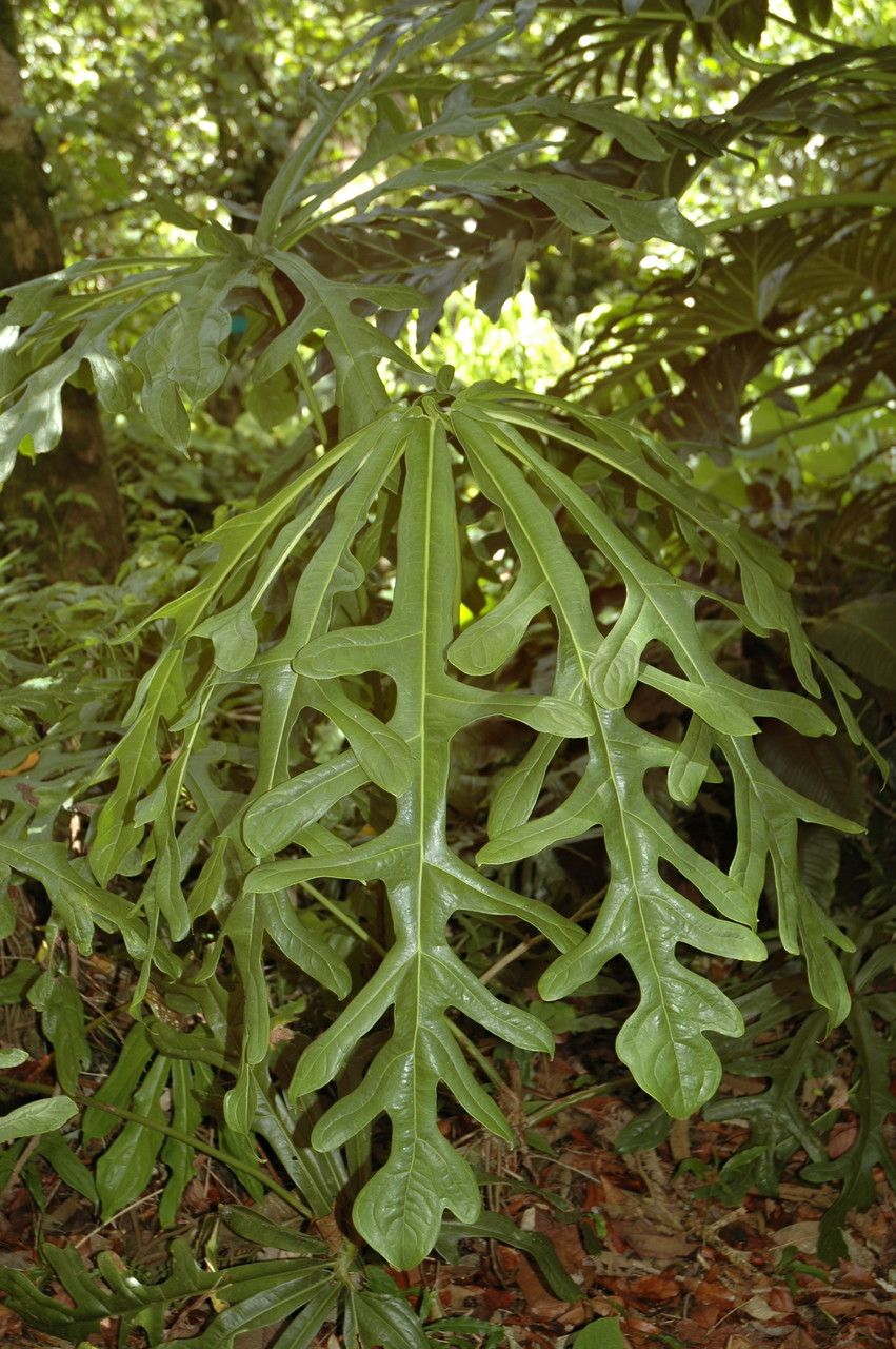 Anthurium clavigerum — search result for 'Anthurium'