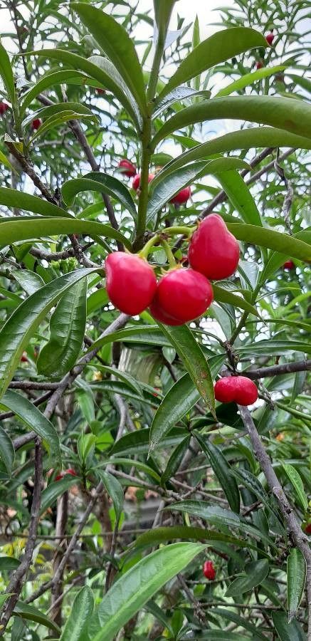 Cascabela ovata fruit
