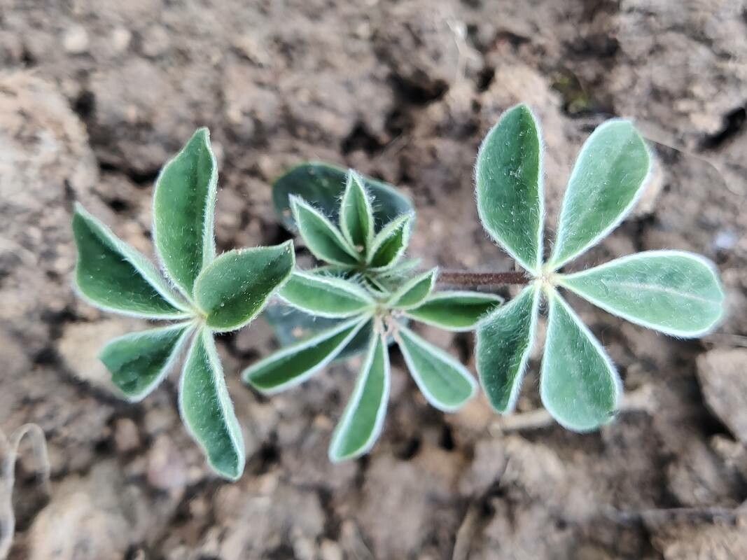 Lupinus cosentinii — search result for 'Lupinus'