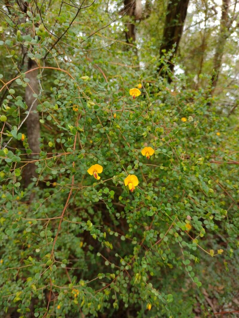 Bossiaea lenticularis habit