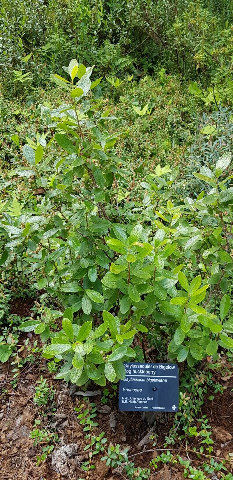 Gaylussacia bigeloviana habit