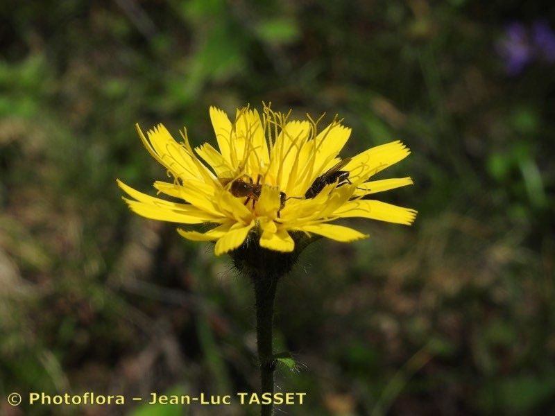 Hieracium jurassicum flower