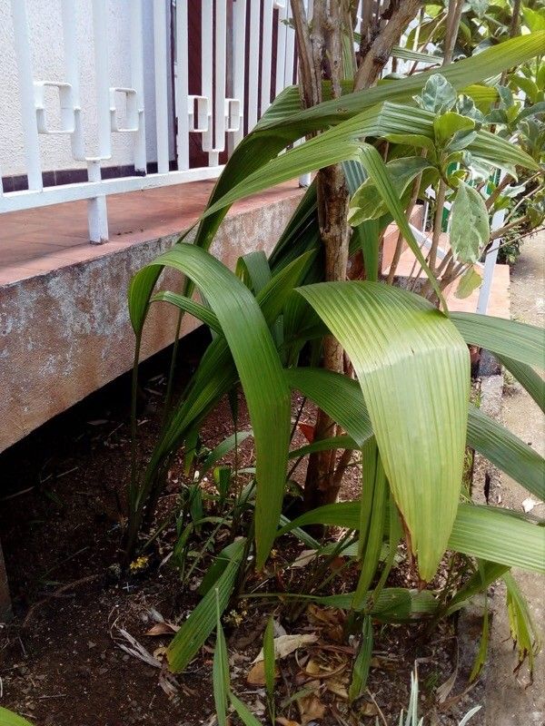 Curculigo capitulata habit