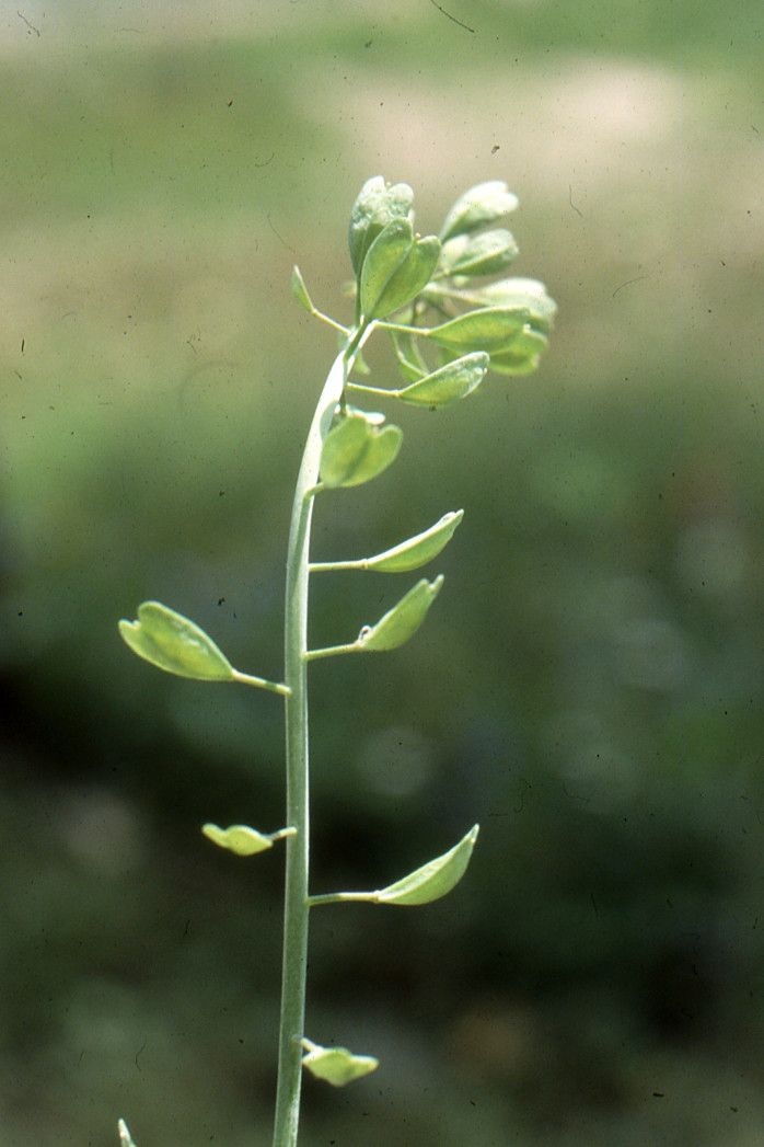 Noccaea alpestris — search result for 'Thlaspi'