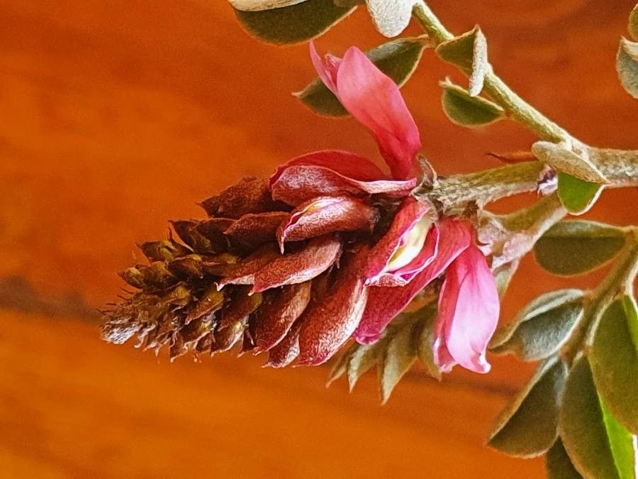 Indigofera schimperi flower