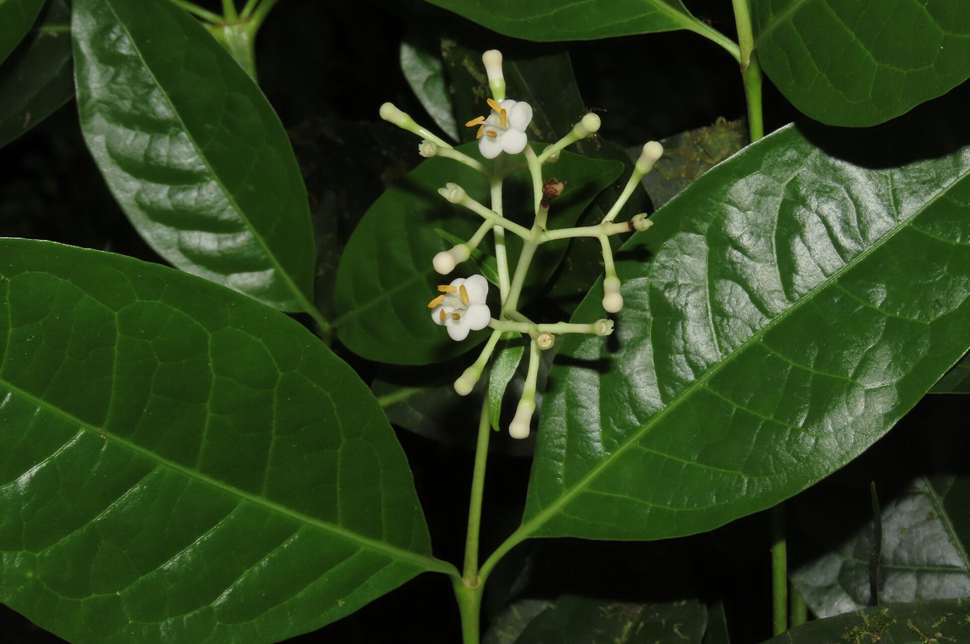 Chione venosa — houseplant care guide