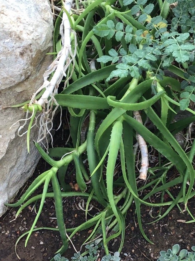 Aloe pendens leaf