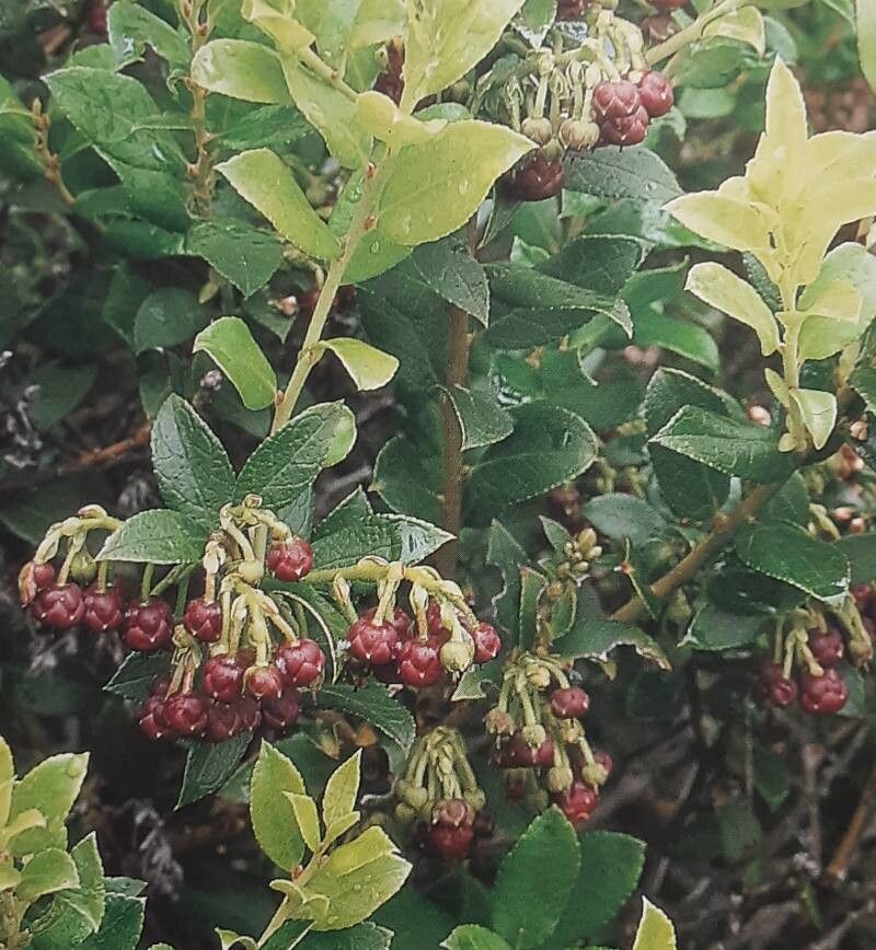 Gaultheria × wisleyensis habit
