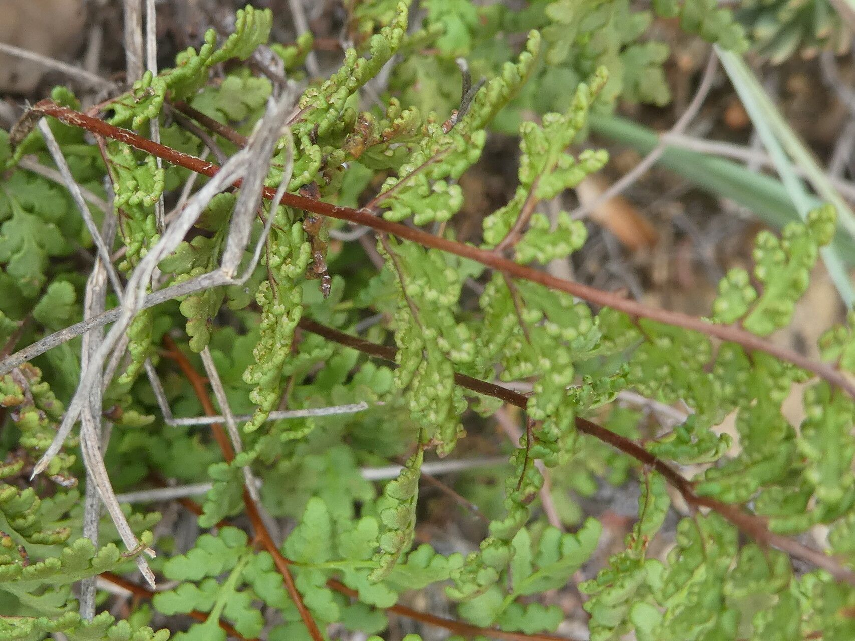 Hemionitis pteridioides fruit