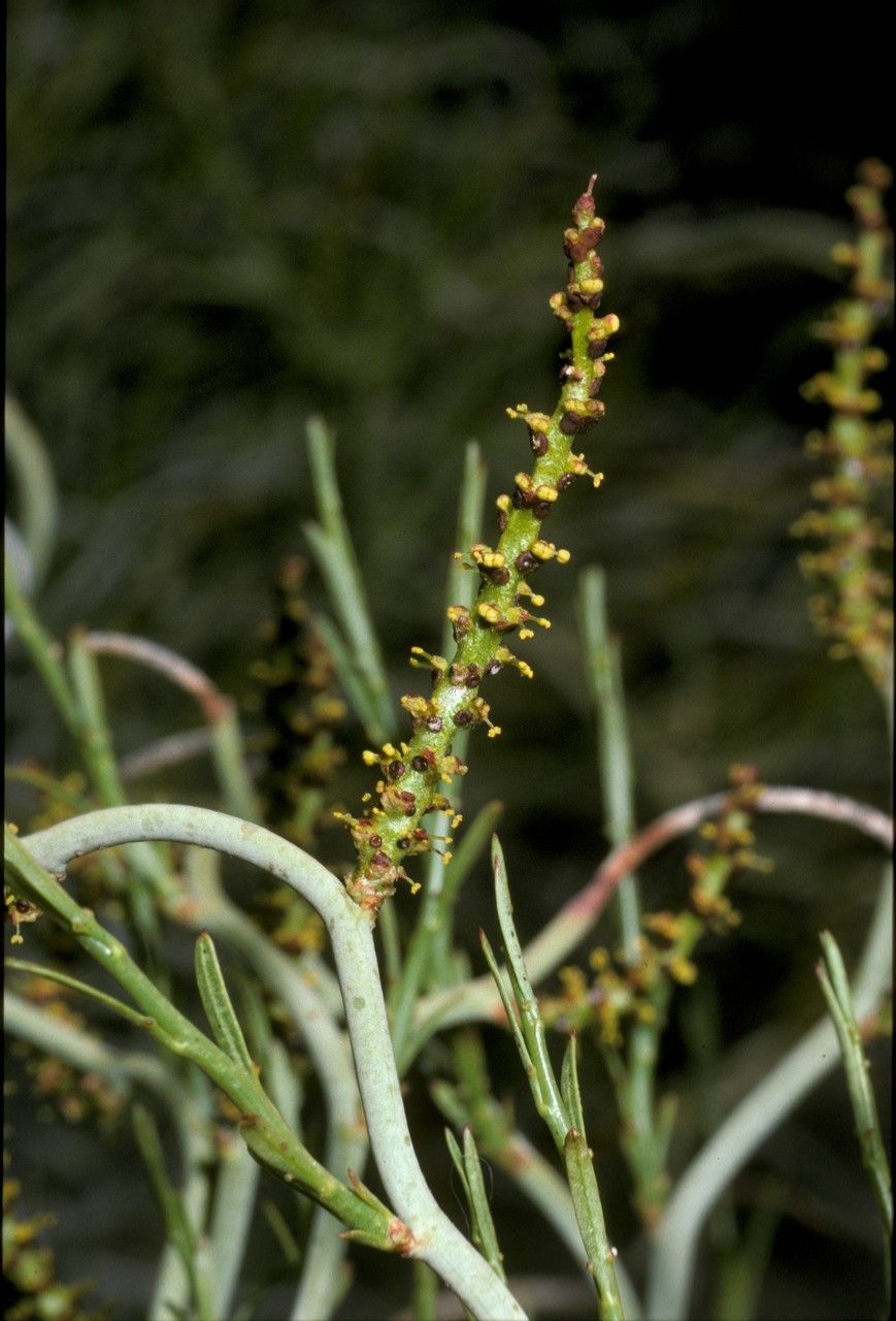 Spegazziniophytum patagonicum — houseplant care guide