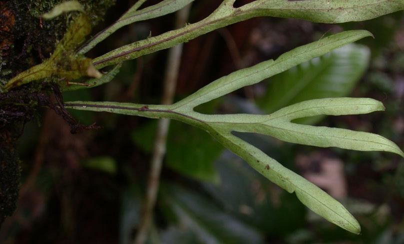 Pleopeltis christensenii — related species from the same genus