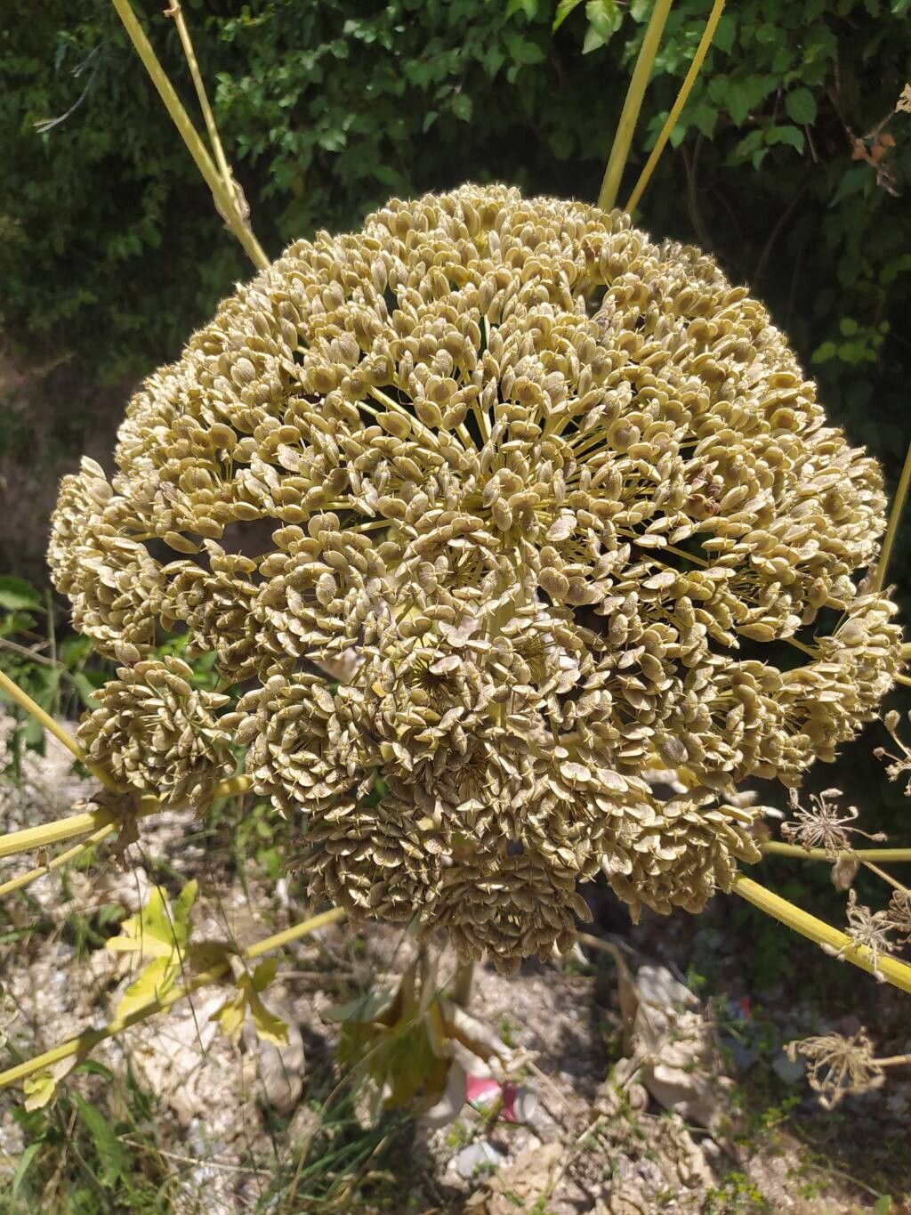 Heracleum amanum flower