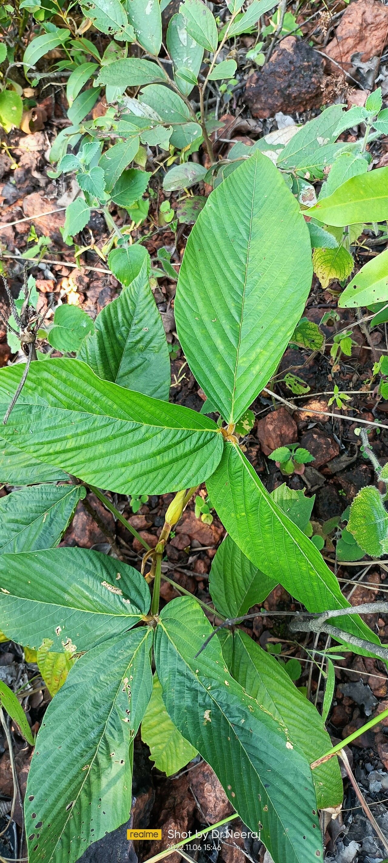 Paullinia rugosa — search result for 'Paullinia'