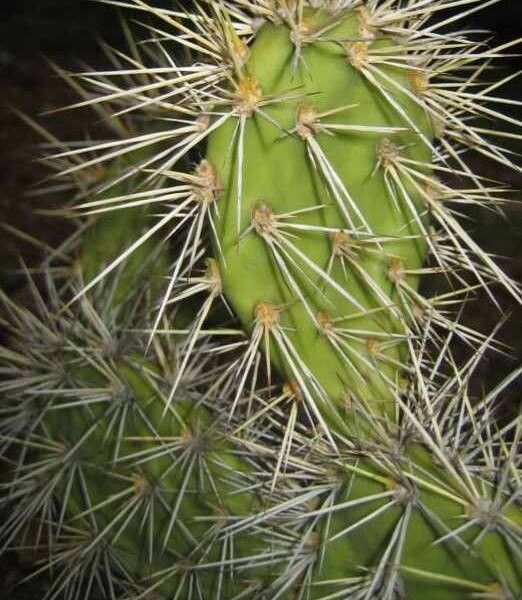 Opuntia caracassana leaf