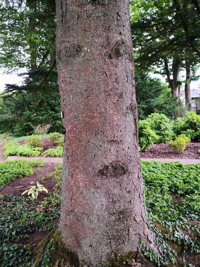 Abies homolepis bark