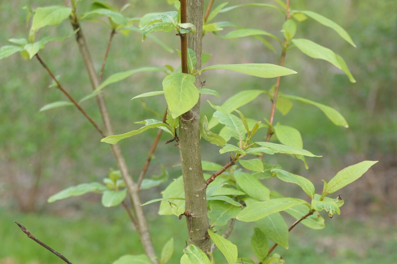 Populus suaveolens bark