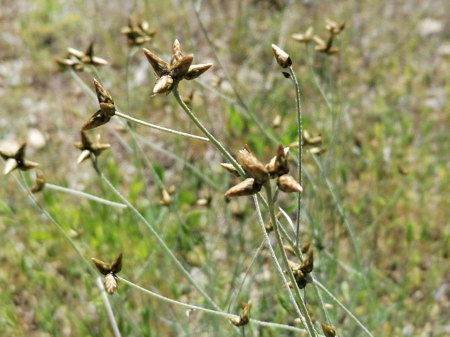 Phagnalon sordidum fruit