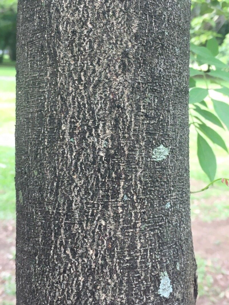 Lonchocarpus parviflorus bark