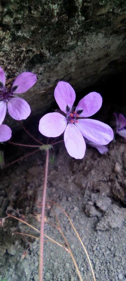 Erodium primulaceum flower