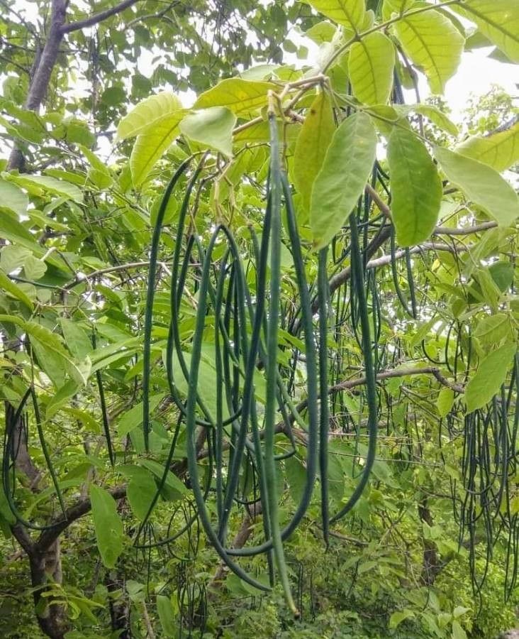 Wrightia tinctoria fruit