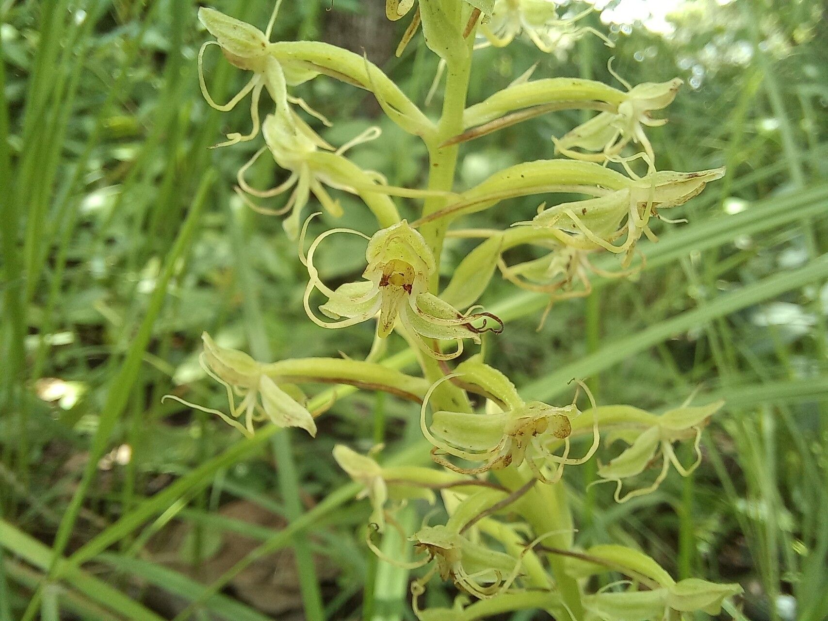 Habenaria uhehensis flower