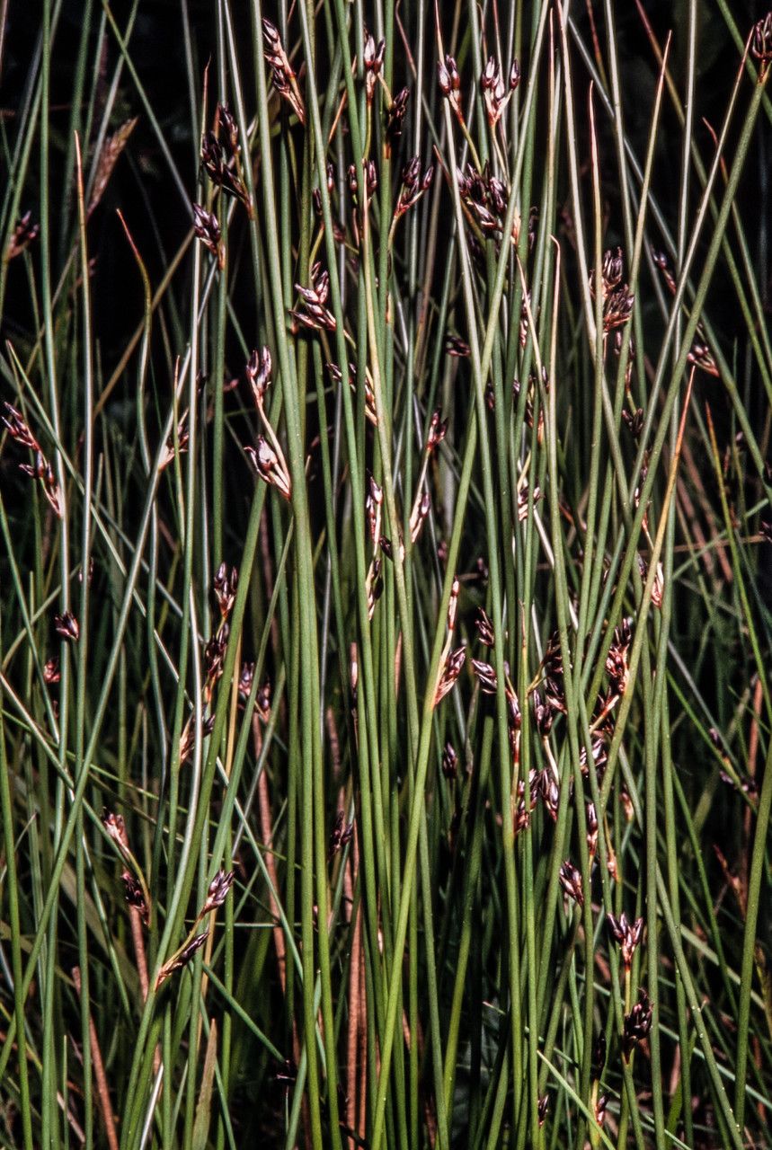 Juncus arcticus fruit