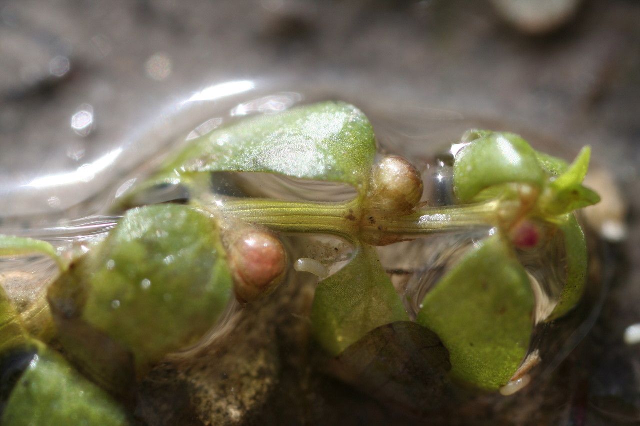 Elatine triandra fruit