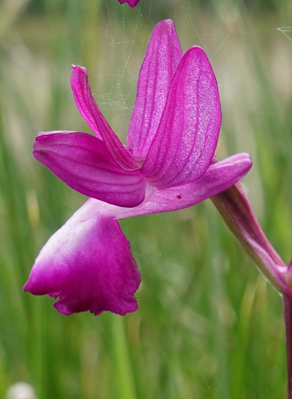 Anacamptis laxiflora flower