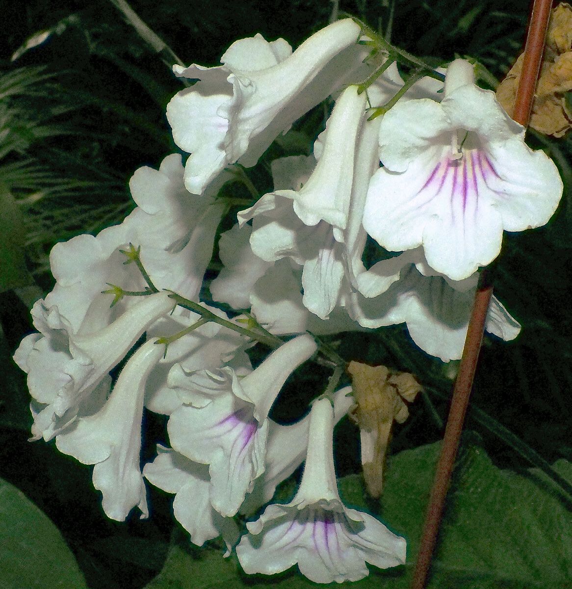 Streptocarpus primulifolius flower