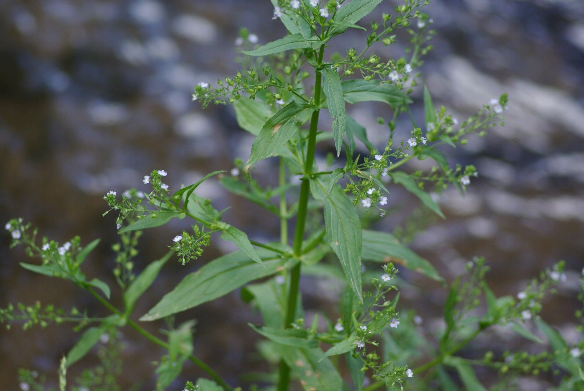 Veronica anagalloides leaf