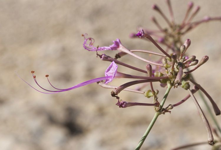 Anulocaulis leiosolenus — search result for 'Nyctaginaceae'