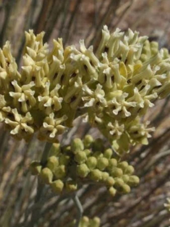 Asclepias subulata flower