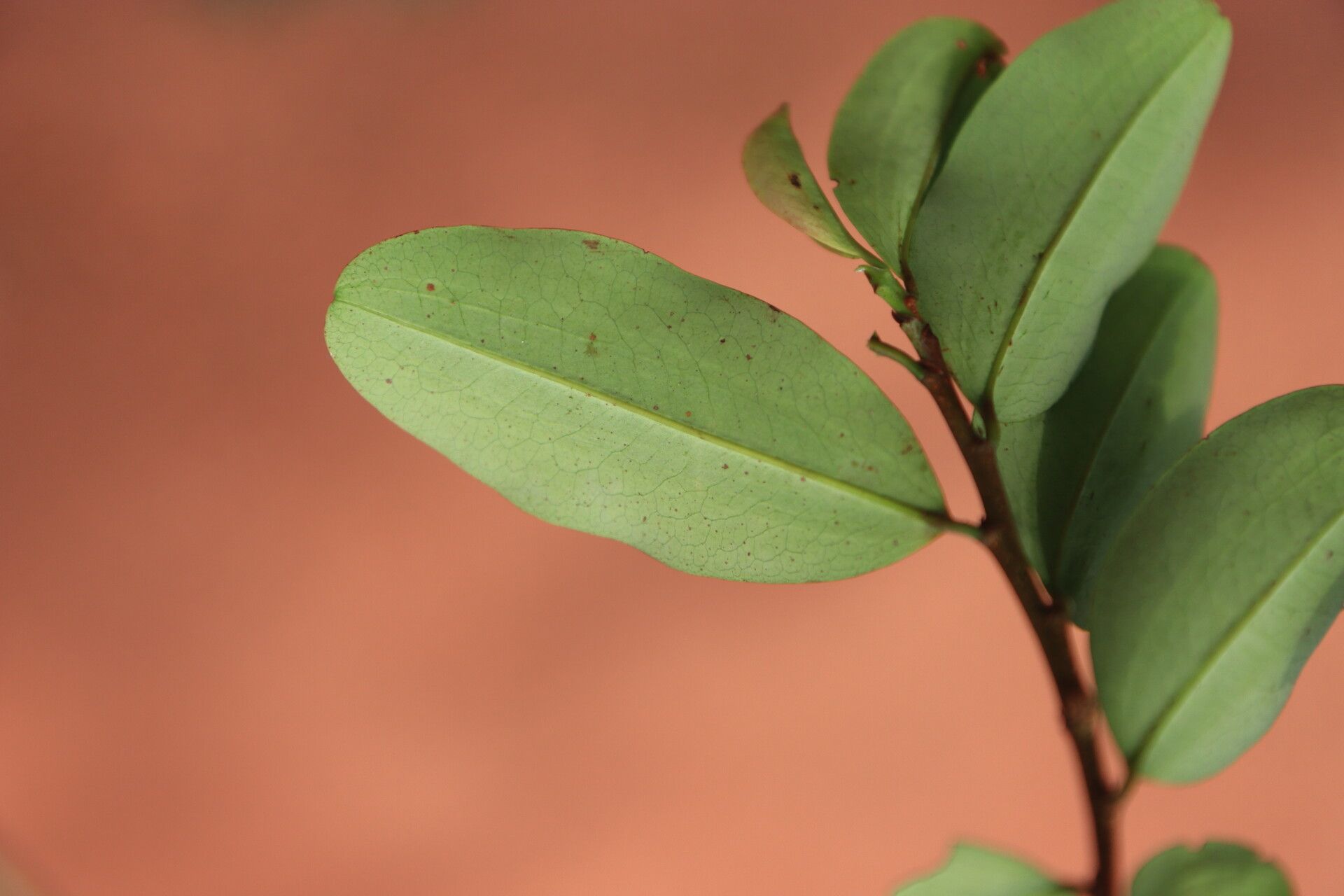 Erythroxylum mannii leaf