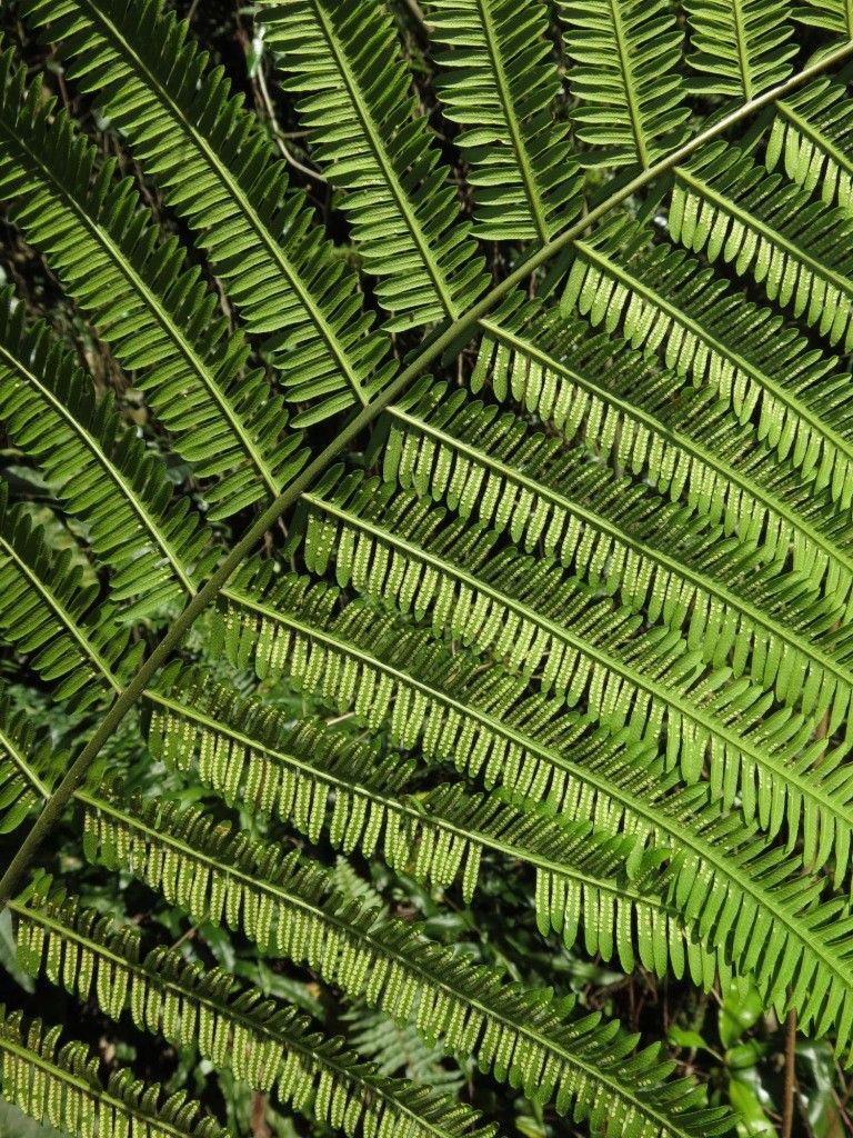 Thelypteris immersa — search result for 'Thelypteris'