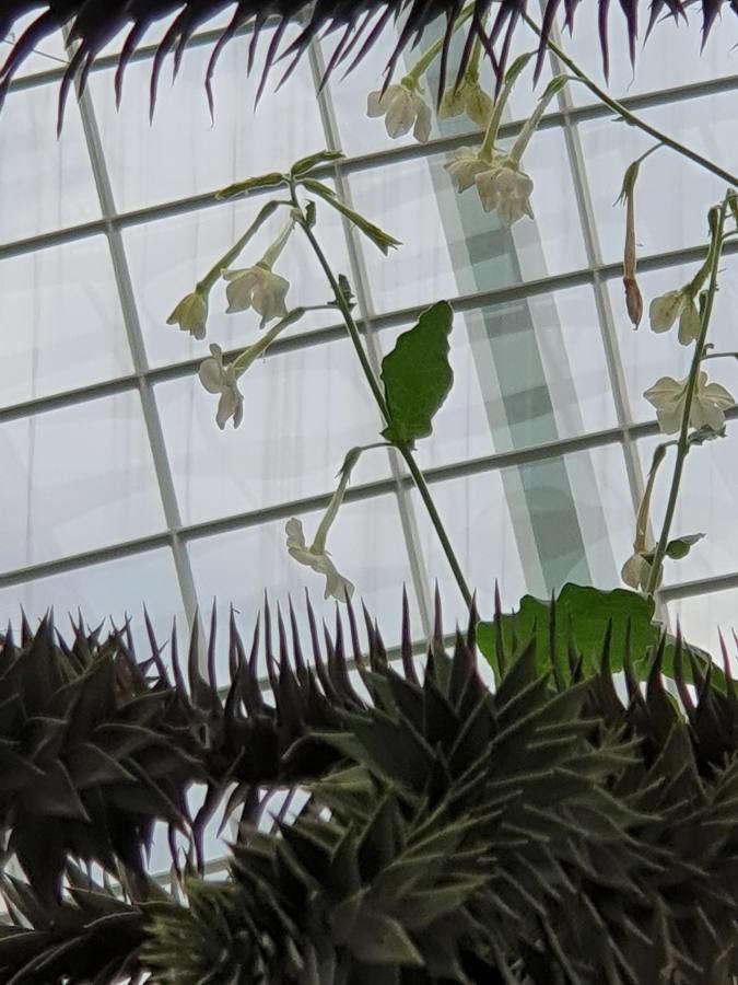 Nicotiana spp. — search result for 'Nicotiana'