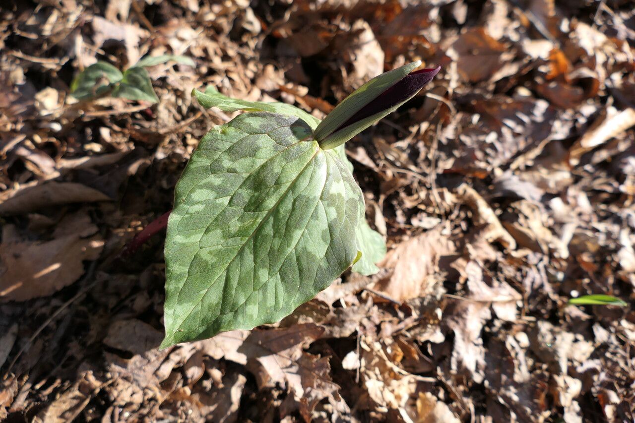 Trillium cuneatum leaf
