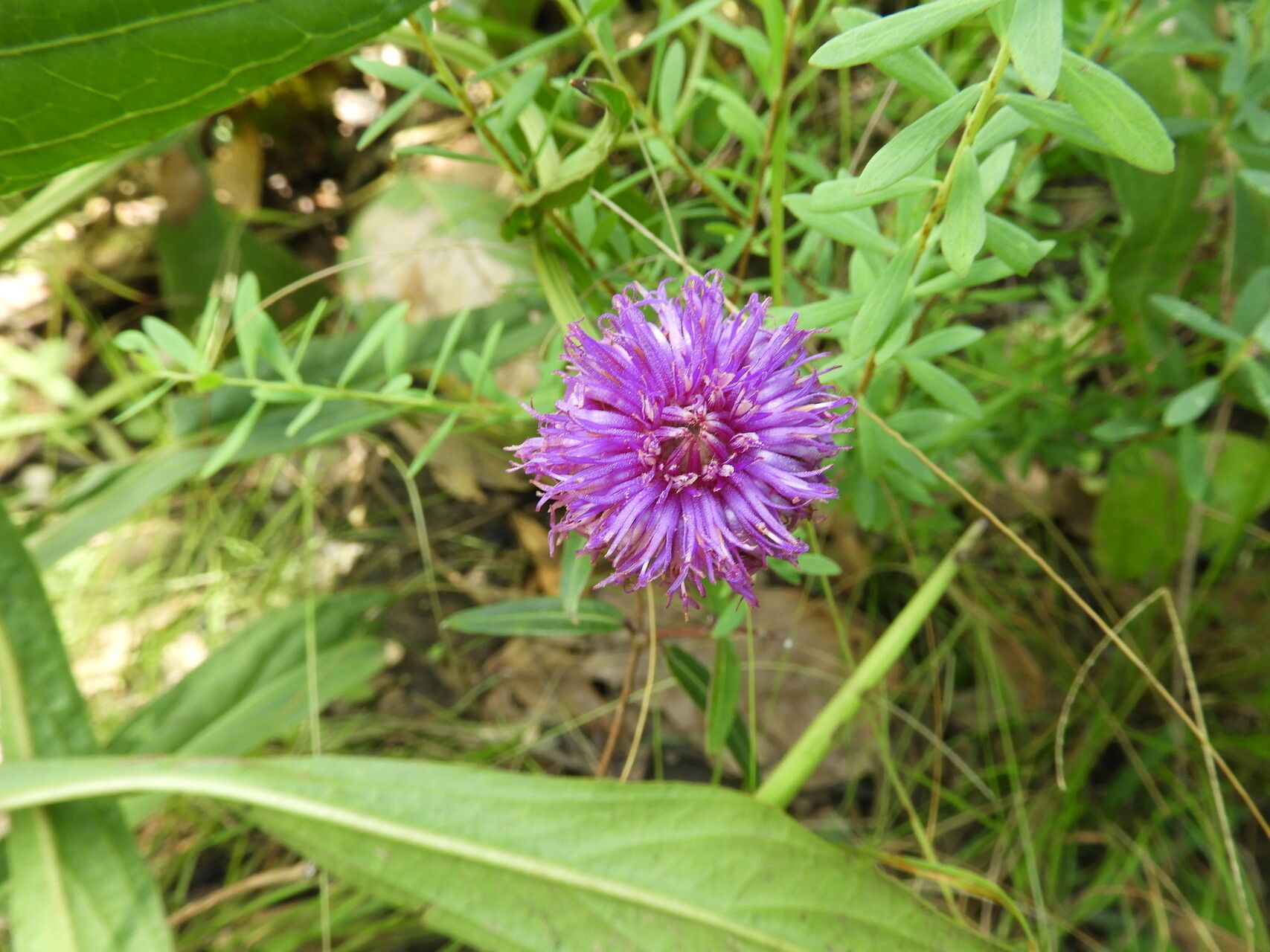Vernonia roseoviolacea flower