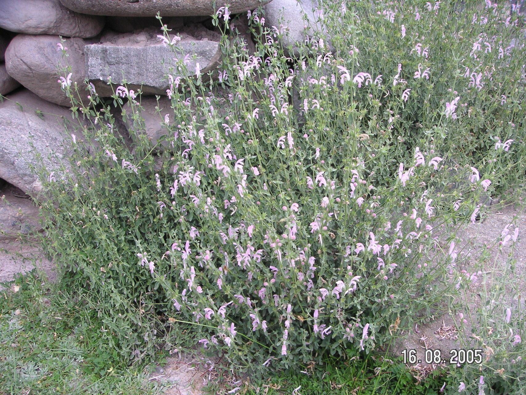 Eriophyton tibeticum habit