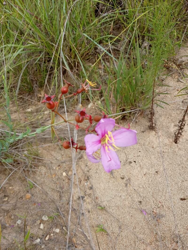 Rhexia alifanus — related species from the same genus