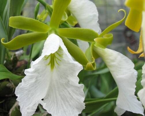 Prosthechea mariae — houseplant care guide