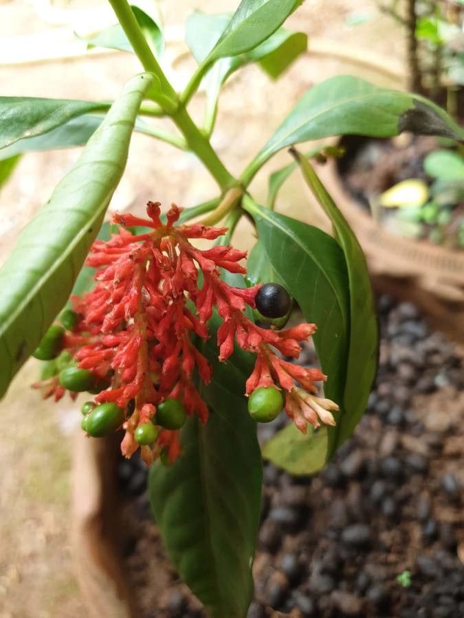Rauvolfia serpentina fruit