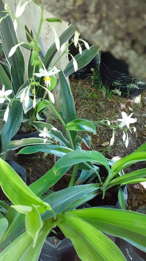 Arthropodium candidum flower