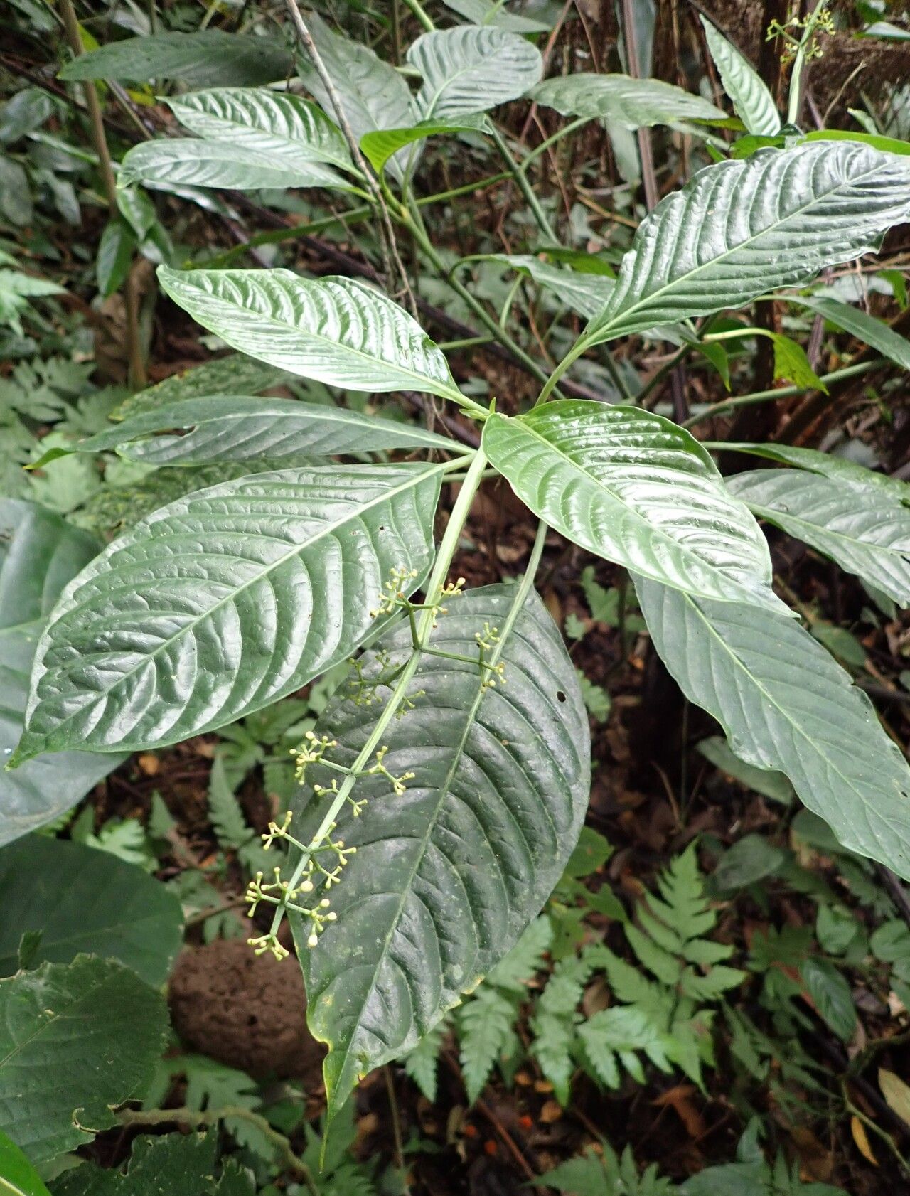 Psychotria darwiniana — houseplant care guide