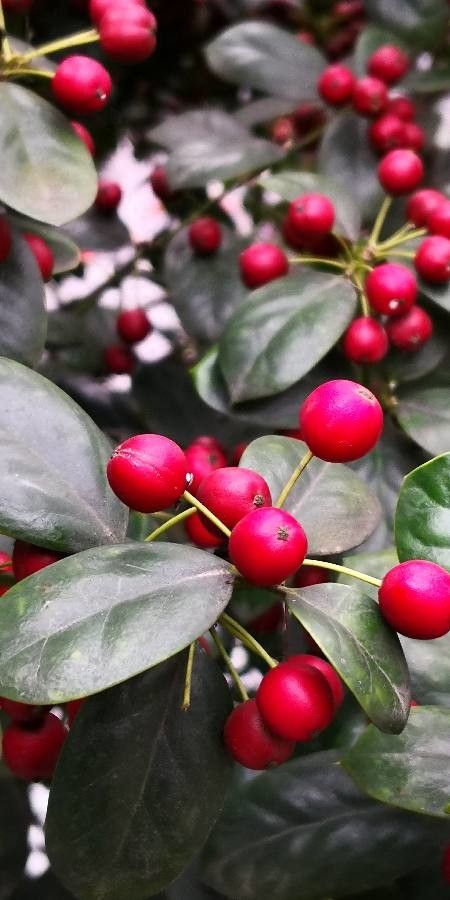 Ilex hylonoma fruit