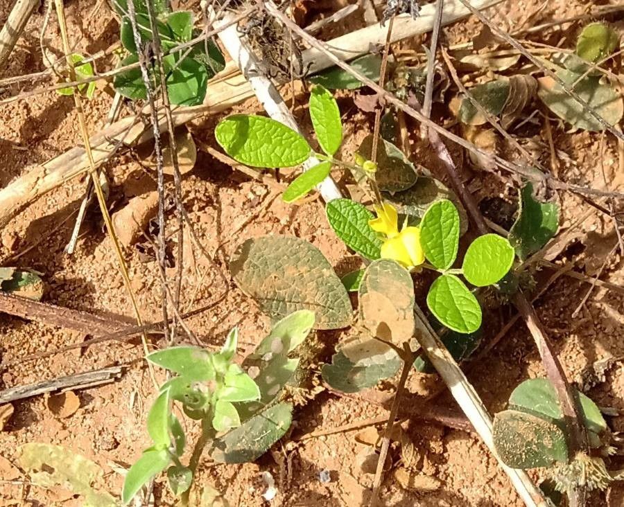 Cajanus scarabaeoides — related species from the same genus
