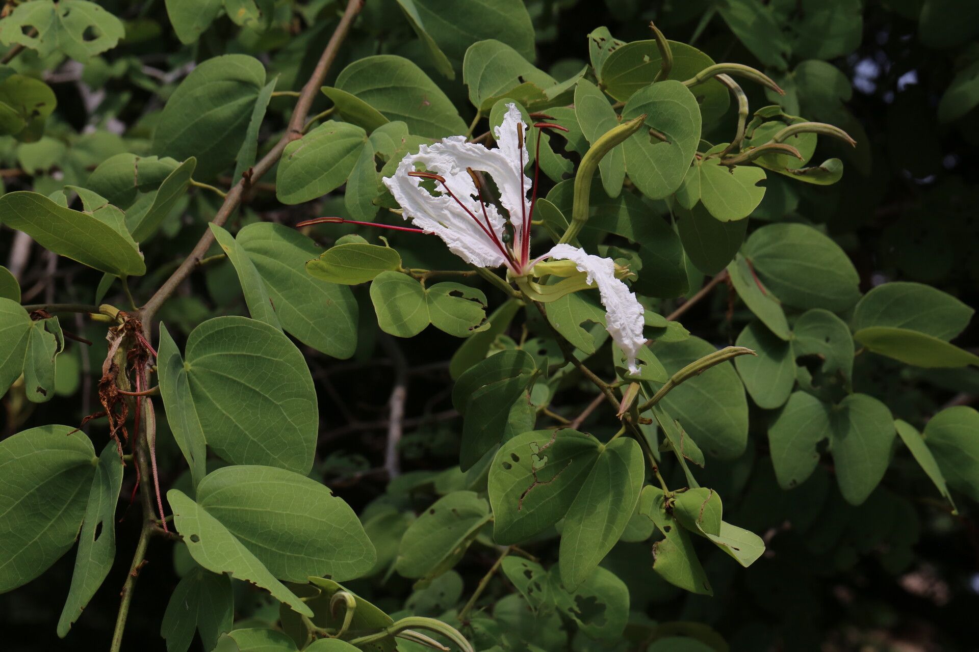 Bauhinia petersiana flower