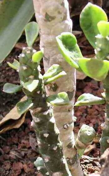 Euphorbia lugardiae leaf