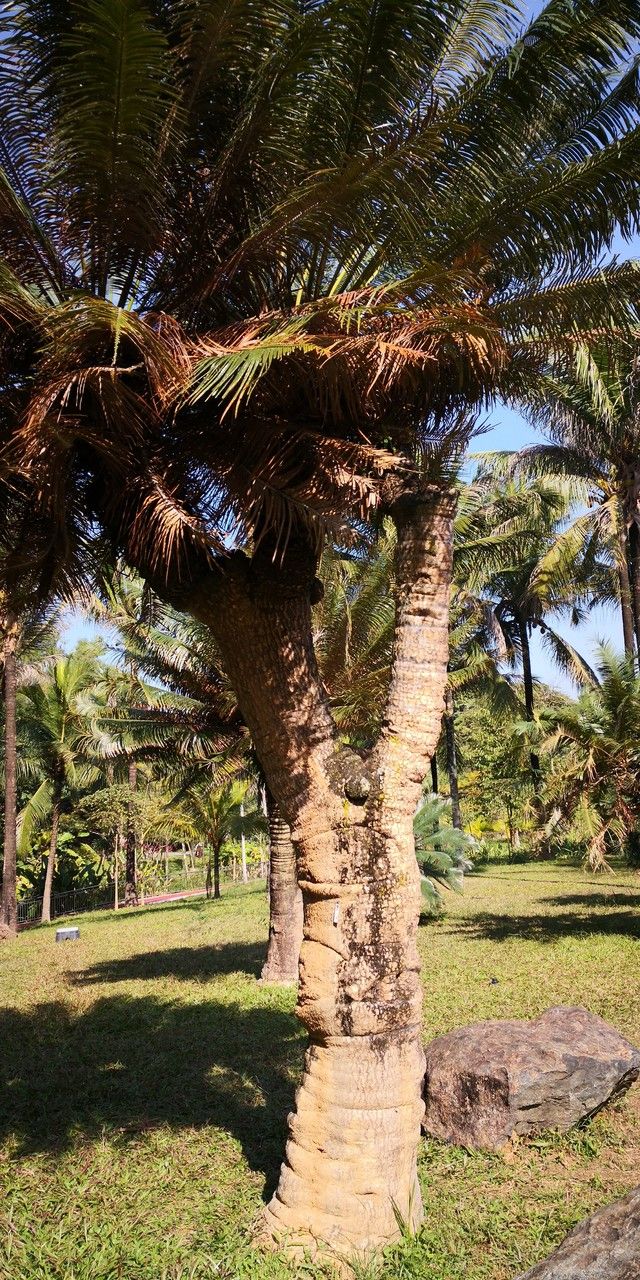 Cycas pectinata bark