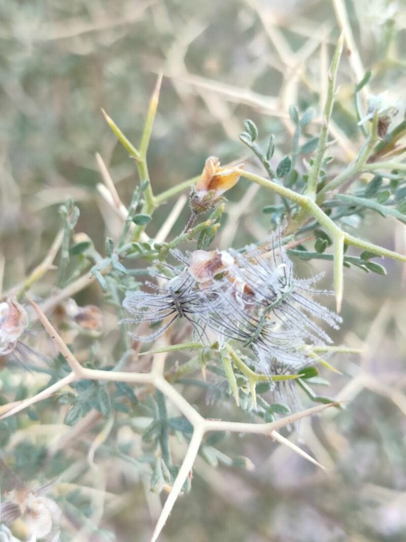 Adesmia spinosissima fruit