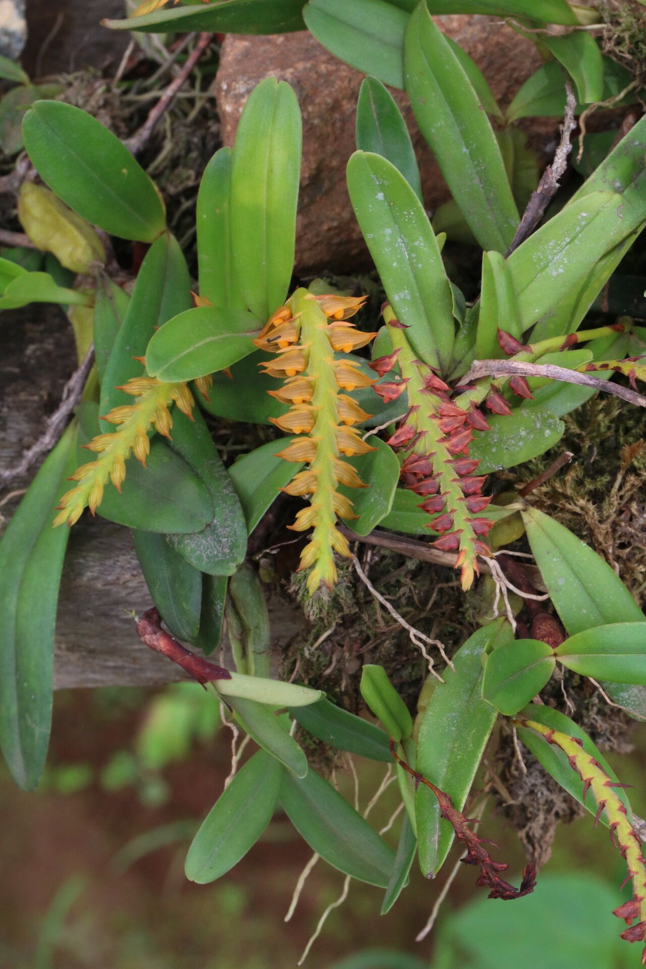 Bulbophyllum oreonastes habit